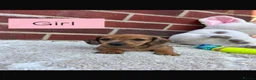 Dachshund dogs for sale: 5 gorgeous miniature dachshund puppy’s🐶 in Cullompton - Advert 2