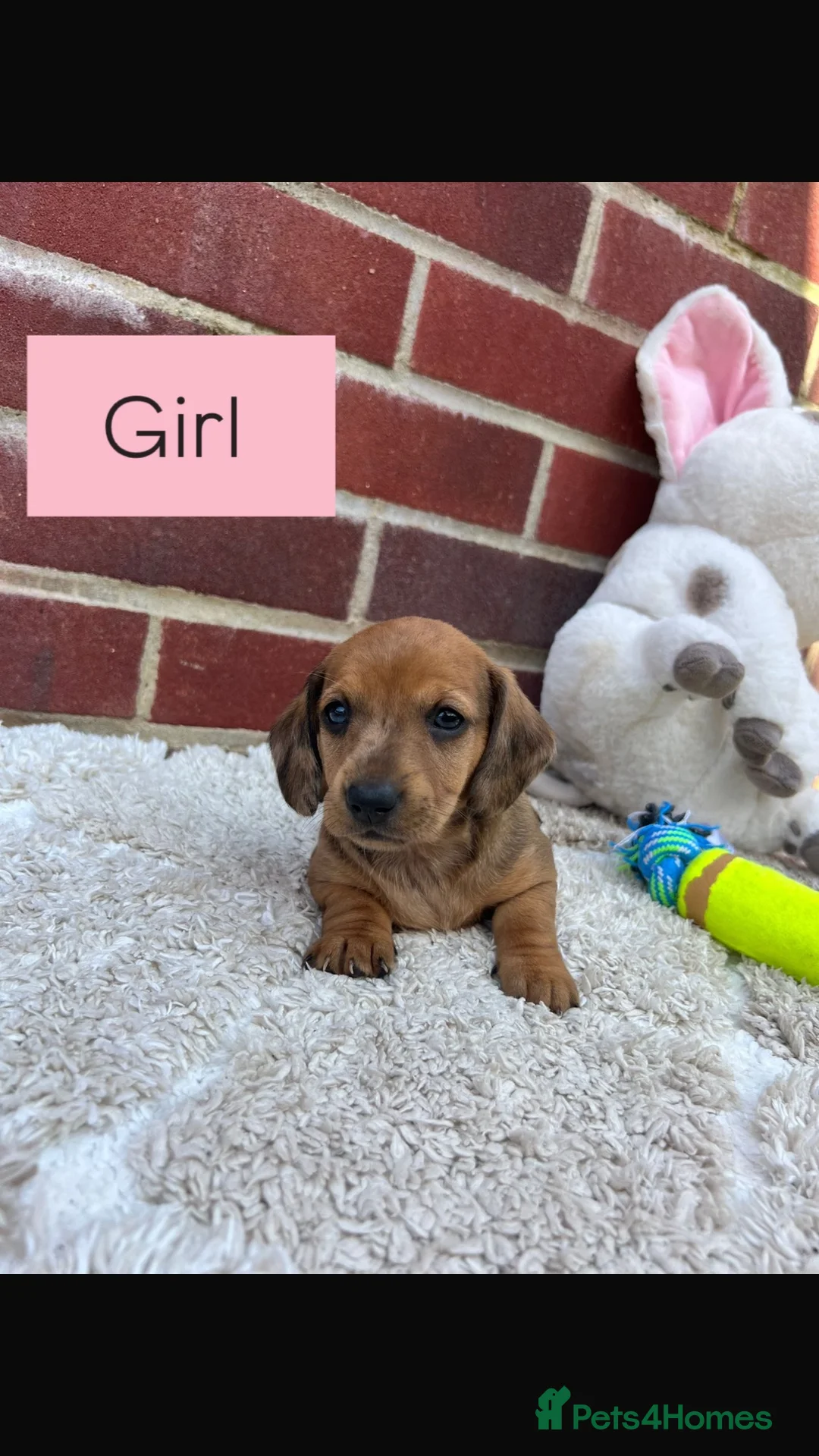 Dachshund dogs for sale: 5 gorgeous miniature dachshund puppy’s🐶 in Cullompton - Advert 2