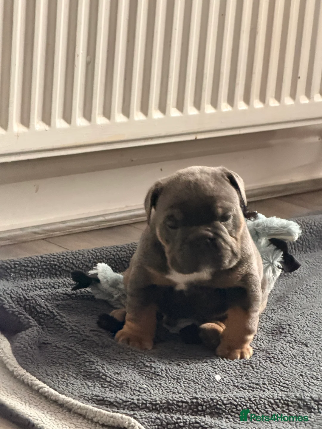 Mixed Breed dogs for sale: English bulldogs  - Advert 4