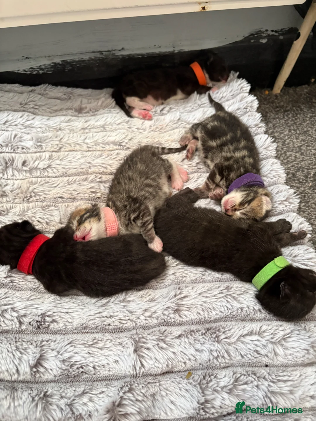 Ragdoll cats for sale: 4 kittens available  in Preston - Advert 6