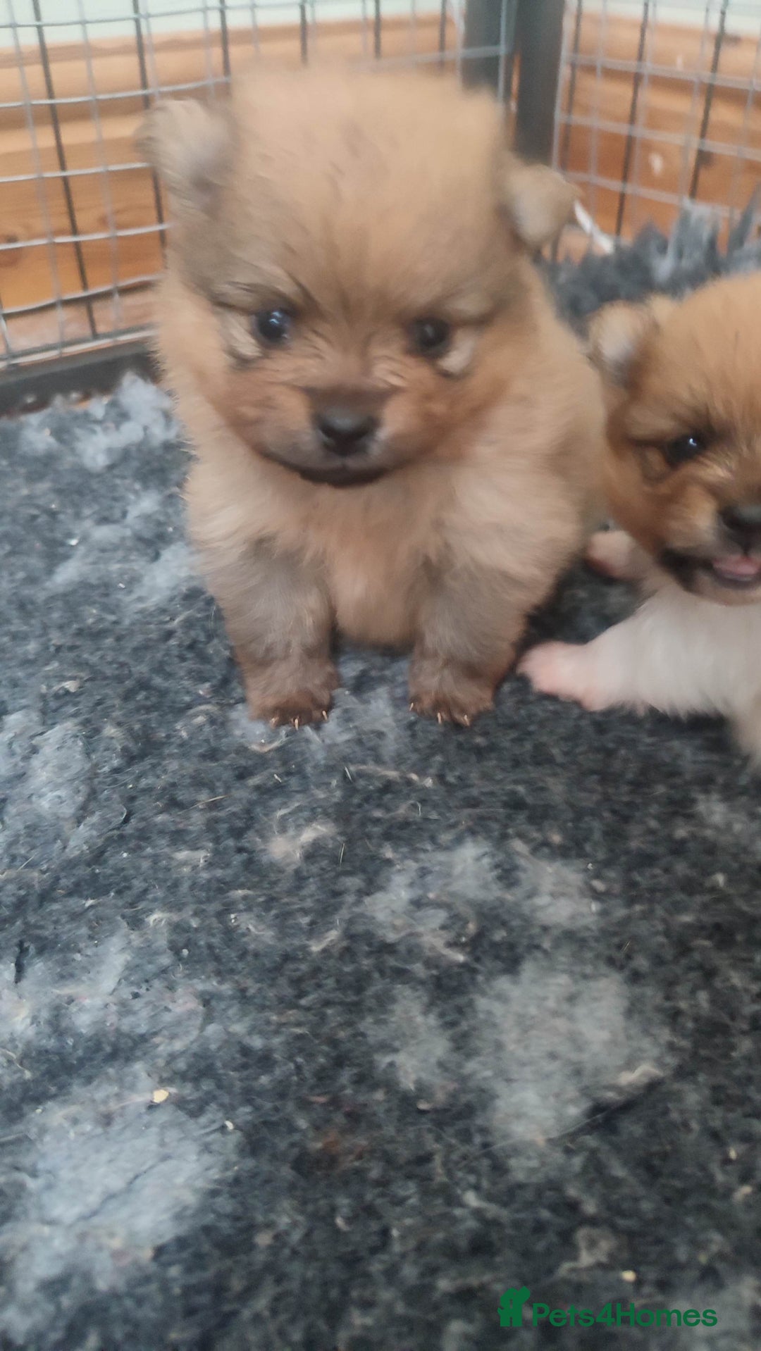 Pomeranian dogs for sale: Top Quality -KC registered  - Image 34