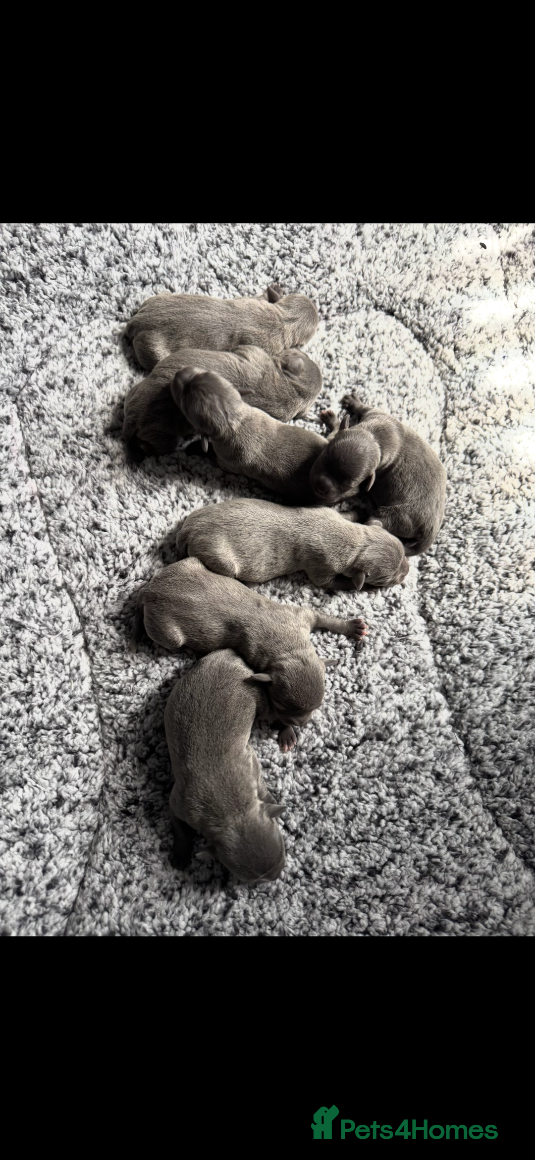 Staffordshire Bull Terrier dogs for stud: Blue Staffy For Stud proven KC  - Advert 13