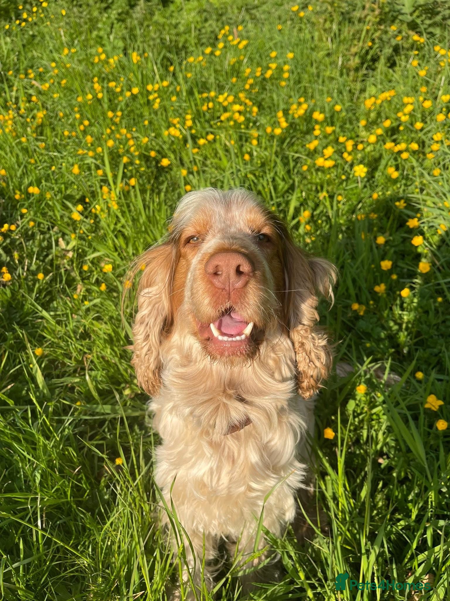 Cocker Spaniel dogs KC Registered 3rd Gen Pedigree Show Type Cocker - Advert 1