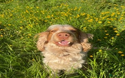 Cocker Spaniel dogs for stud: KC Registered 3rd Gen Pedigree Show Type Cocker - Image 1