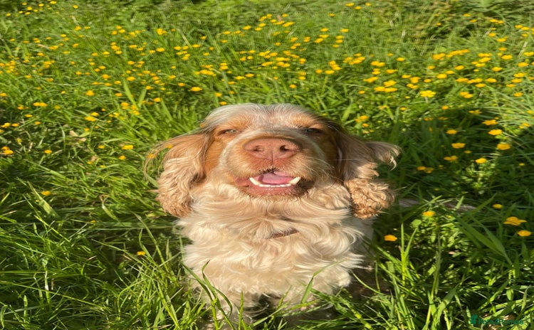 Cocker Spaniel dogs - Advert 2