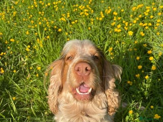 Cocker Spaniel dogs KC Registered 3rd Gen Pedigree Show Type Cocker - Advert 3