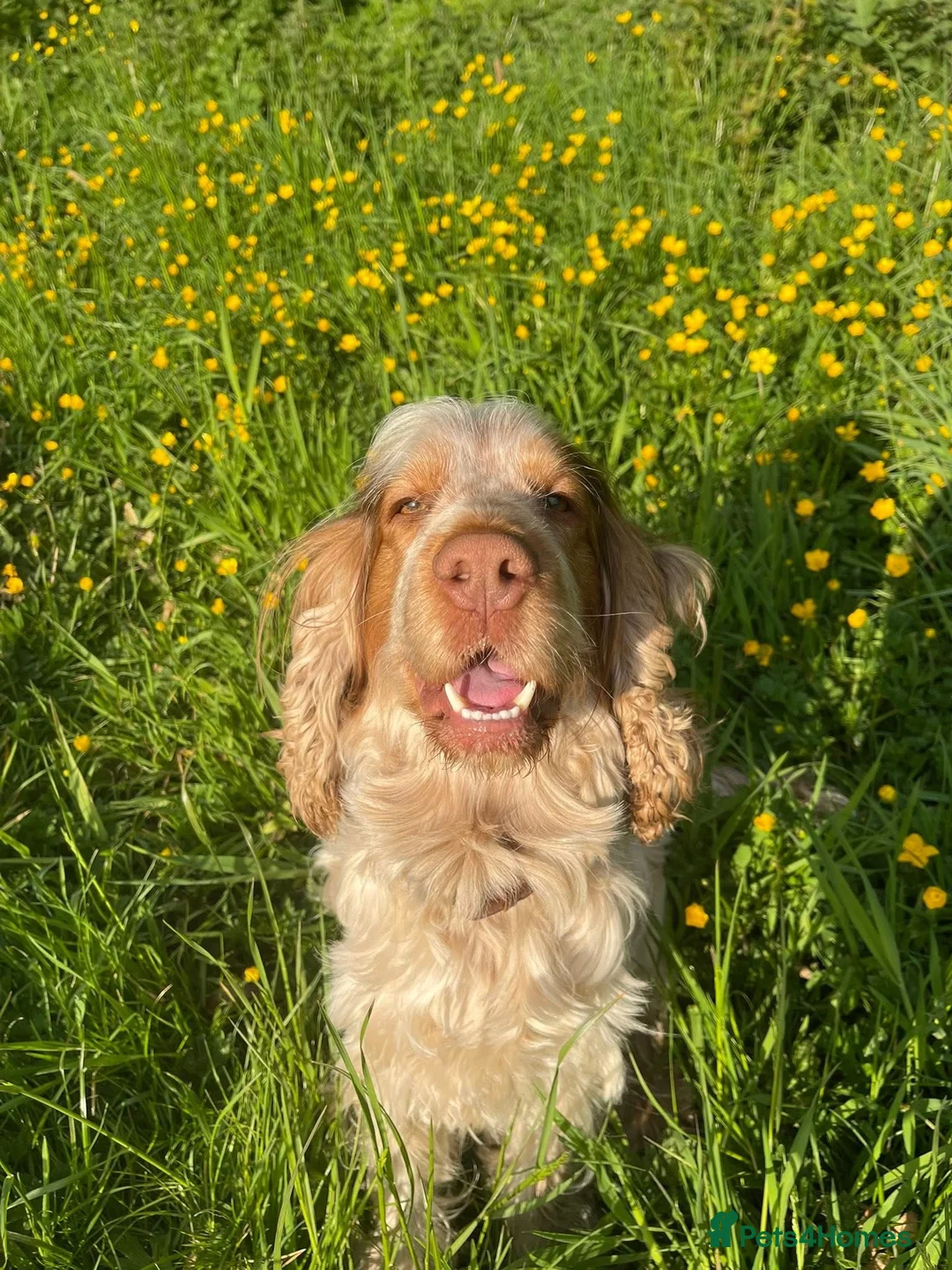 Cocker Spaniel dogs for stud: KC Registered 3rd Gen Pedigree Show Type Cocker - Advert 1