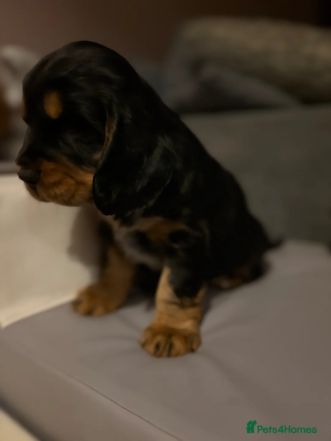 Cocker Spaniel dogs for sale: Beautiful cocker spaniel boy  - Advert 2