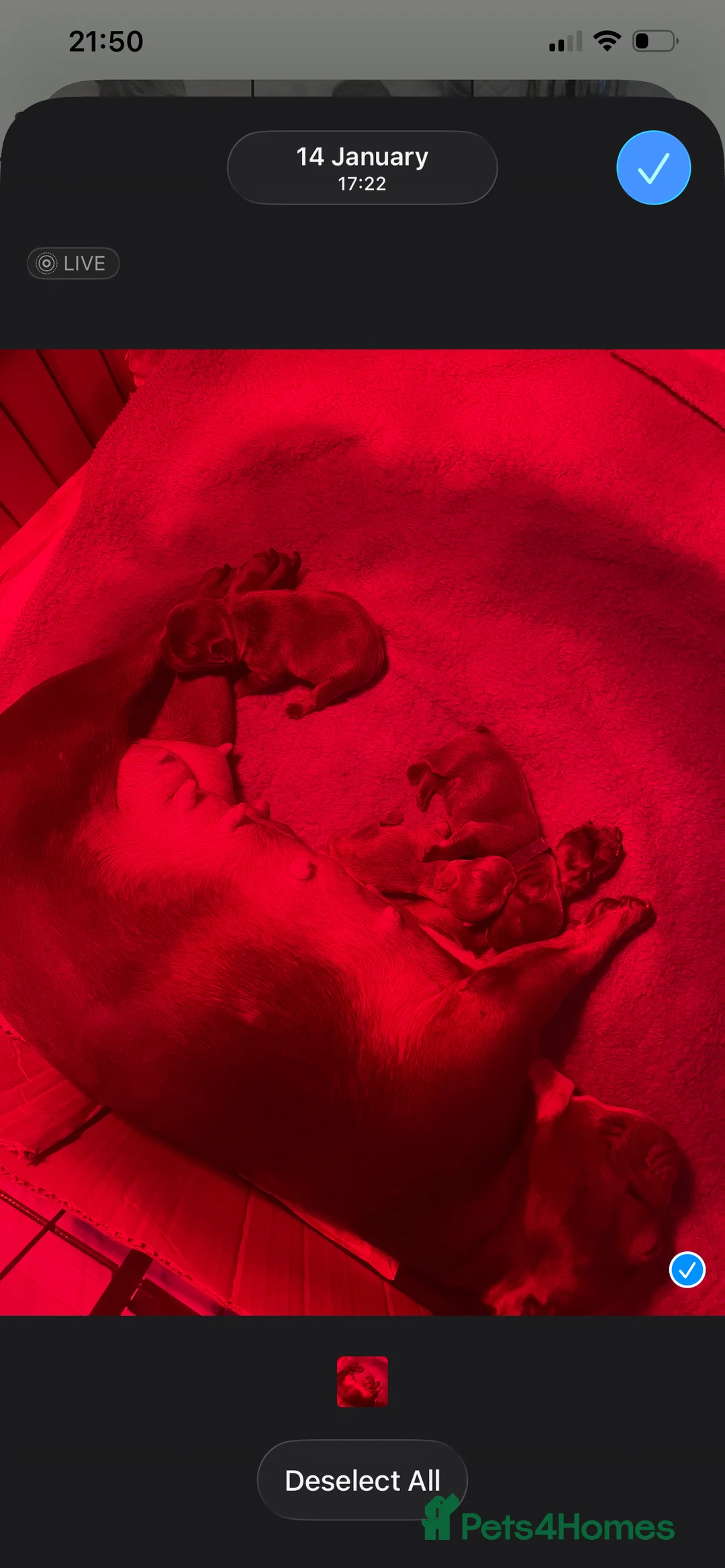 French Bulldog dogs for sale: French bulldog puppies ready for new homes - Advert 2