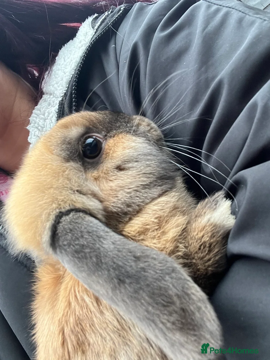 English Lop rabbits for sale: Smokey  in Oldham - Advert 2
