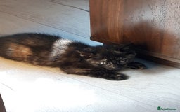 Mixed Breed cats for sale: Beautiful kittens for sale - Image 8