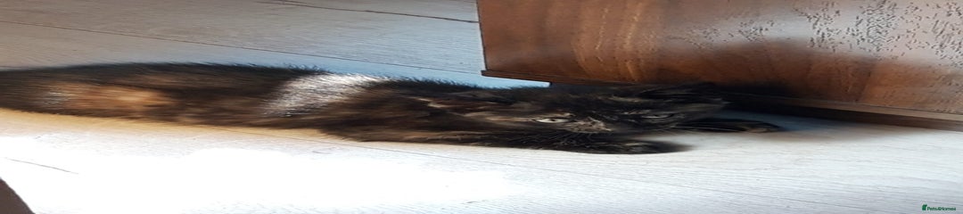 Mixed Breed Kitten 5