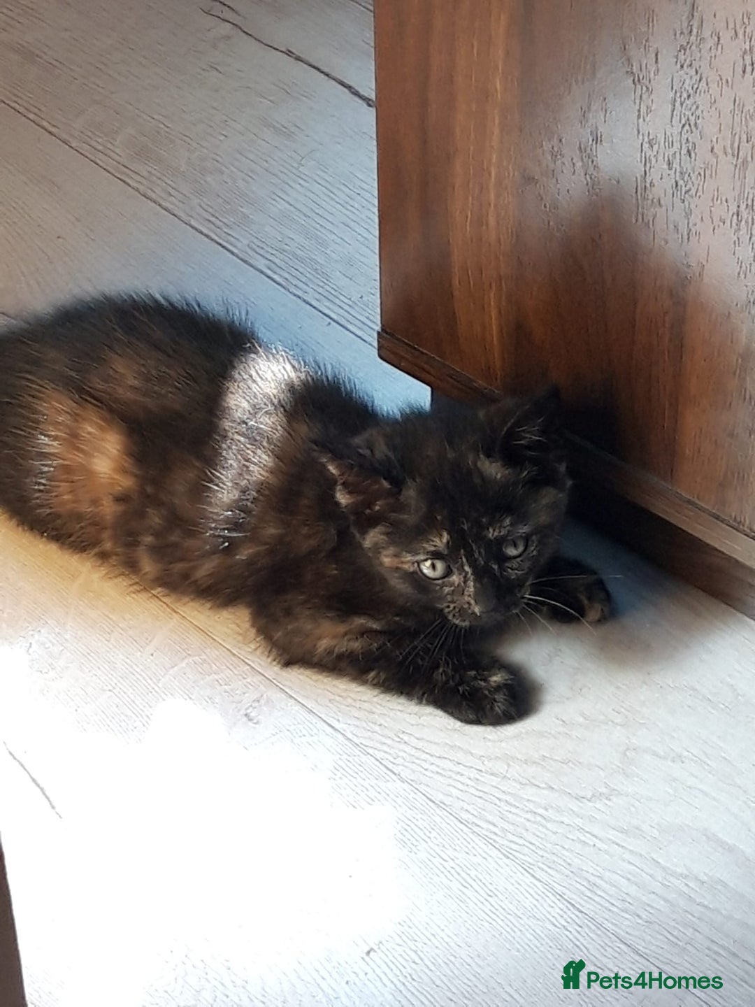 Mixed Breed cats for sale: Beautiful kittens for sale - Image 8