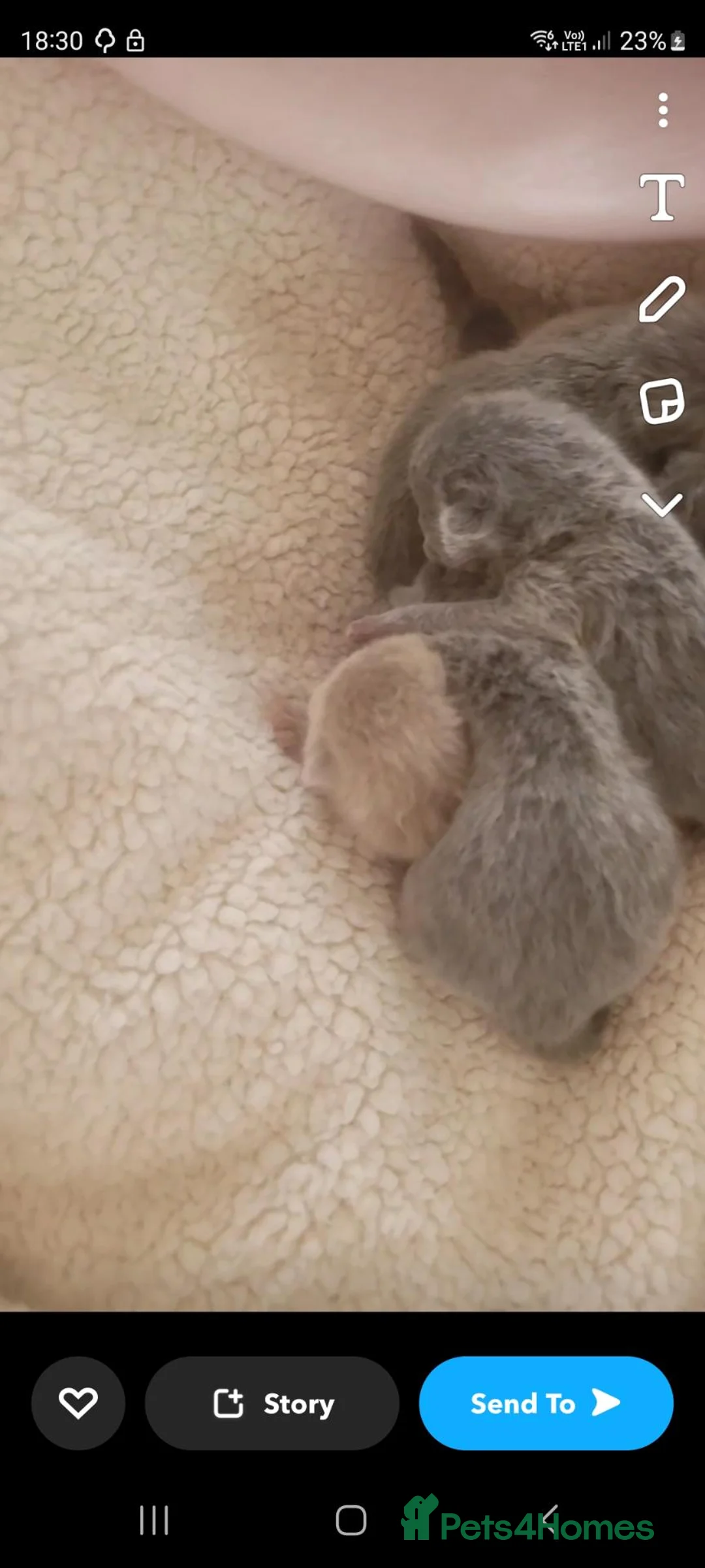 British Shorthair cats for sale: Stunning pure bred British blue  - Advert 2