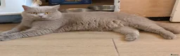 British Shorthair cats for sale: GCCF British Shorthair kittens  - Advert 8