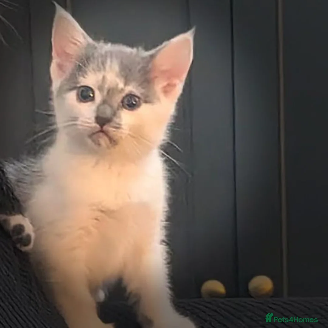 Domestic Shorthair cats for sale: 9wk old kittens - need forever home (ONE LEFT) - Advert 2