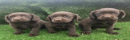 Cockerdor dogs for sale: Ready now chocolate cockerdors dna clear in Skegness - Advert 14