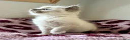 Ragdoll cats for sale: TICA registered cherubim and ragdoll kittens - Advert 7