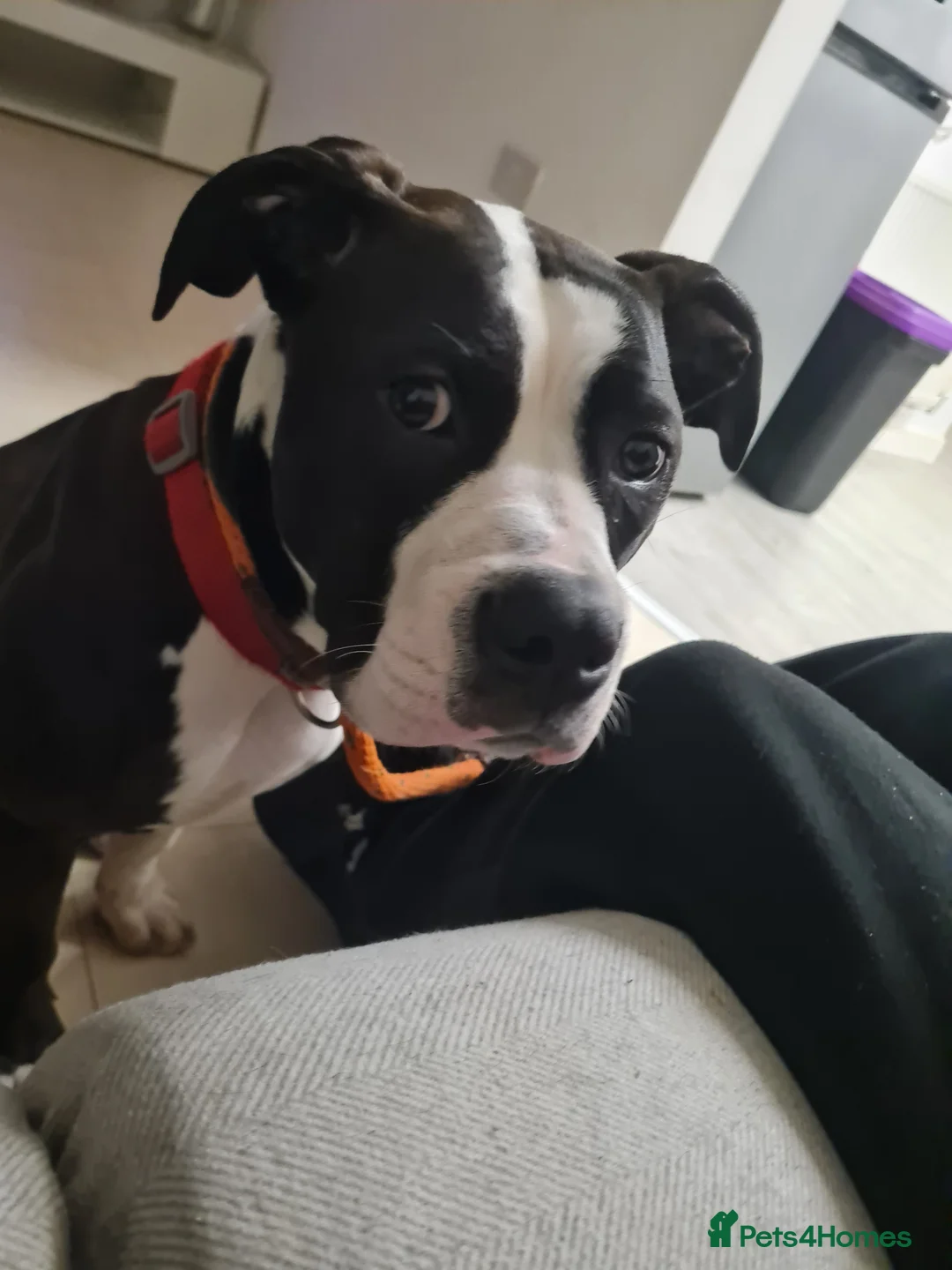 American Bully dogs for sale: American bully in Treorchy - Advert 2