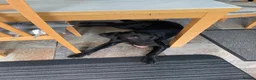 Labrador Retriever dogs for sale: 11 month old male Black Labrador for sale - Advert 2