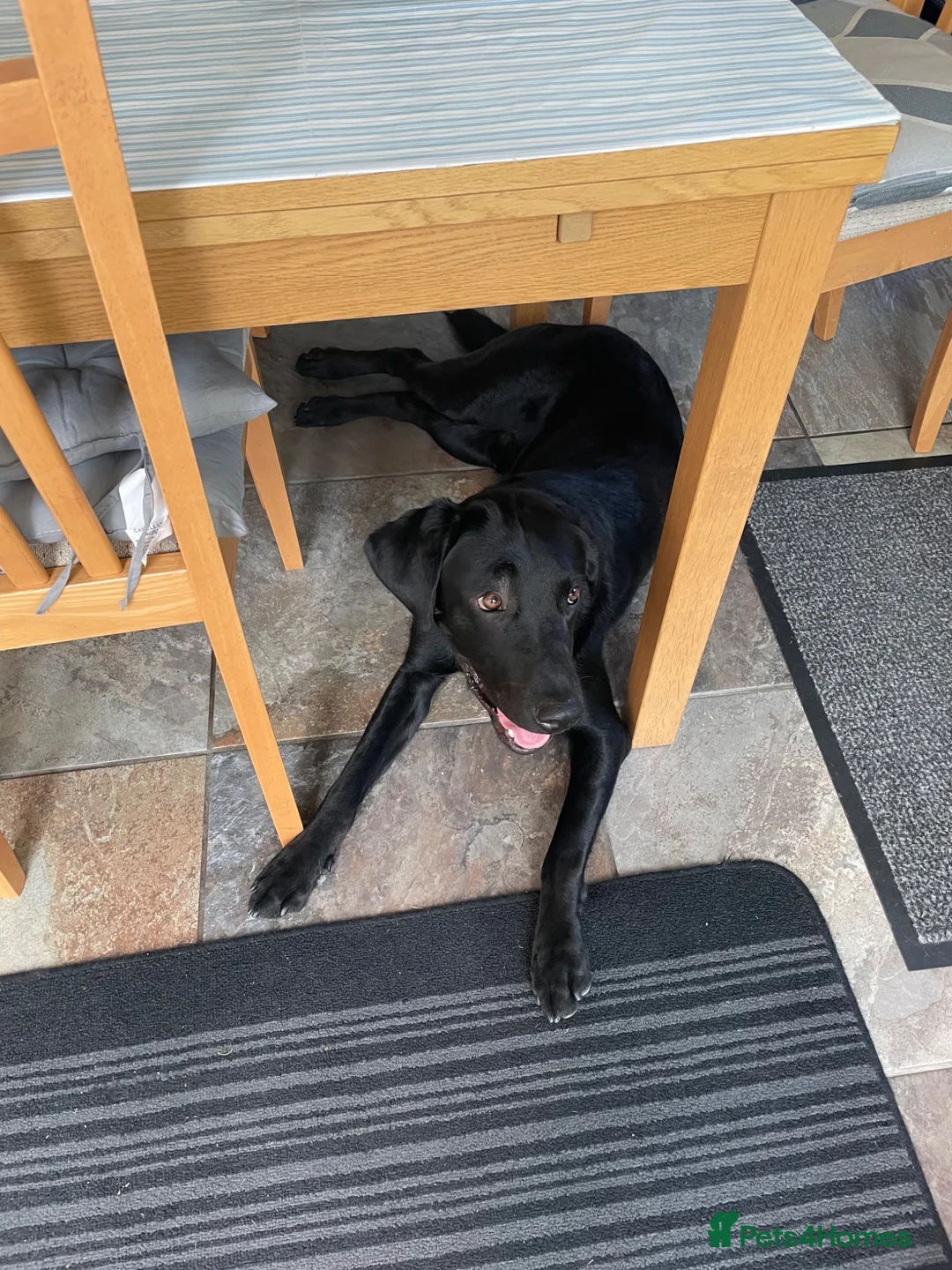 Labrador Retriever dogs for sale: 11 month old male Black Labrador for sale - Advert 2