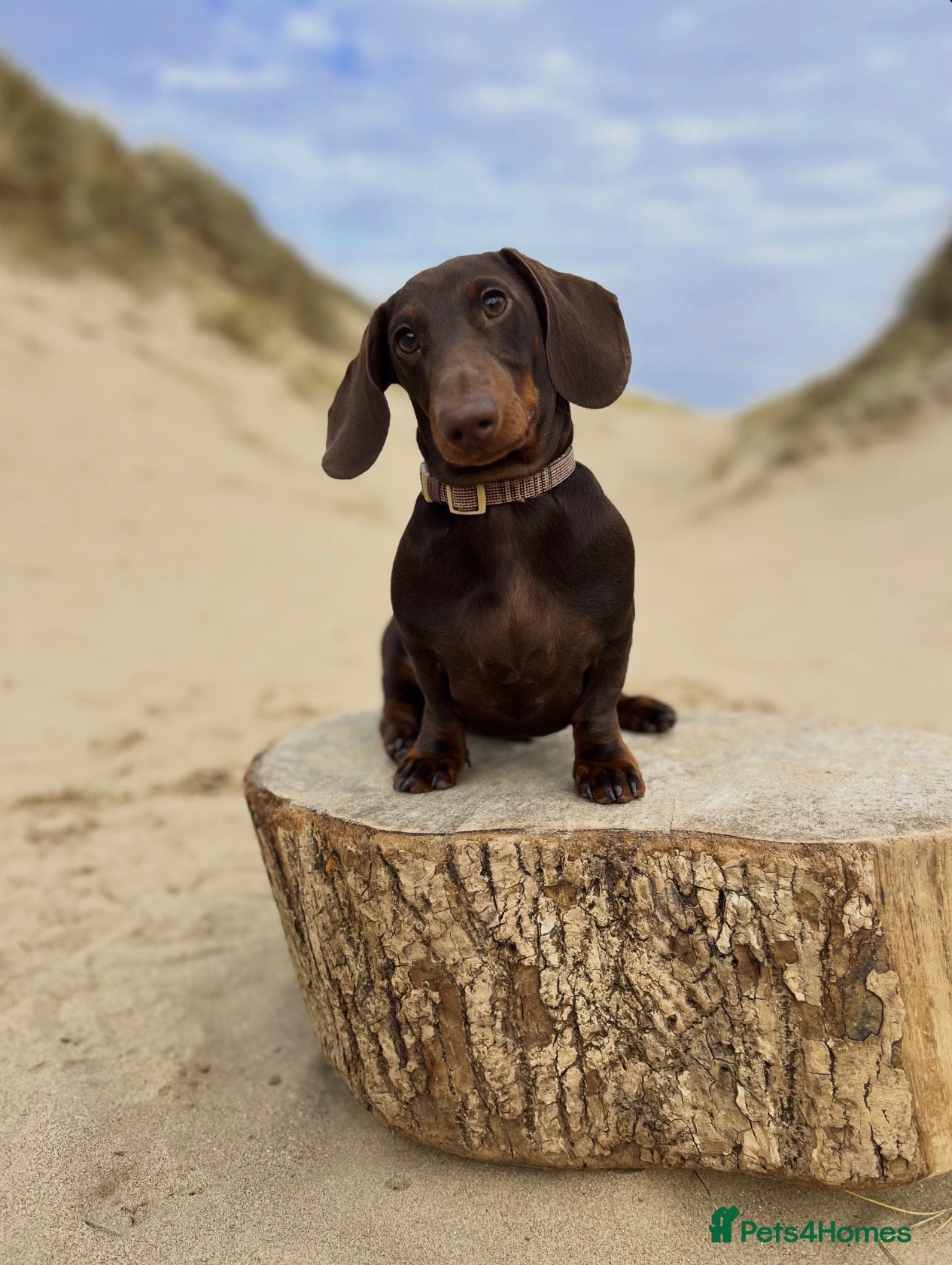 Dachshund dogs Chocolate and Tan Dachshund  - Advert 1
