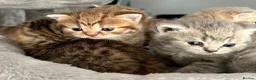 British Shorthair cats for sale: Gorgeous British shorthair kittens  - Advert 6
