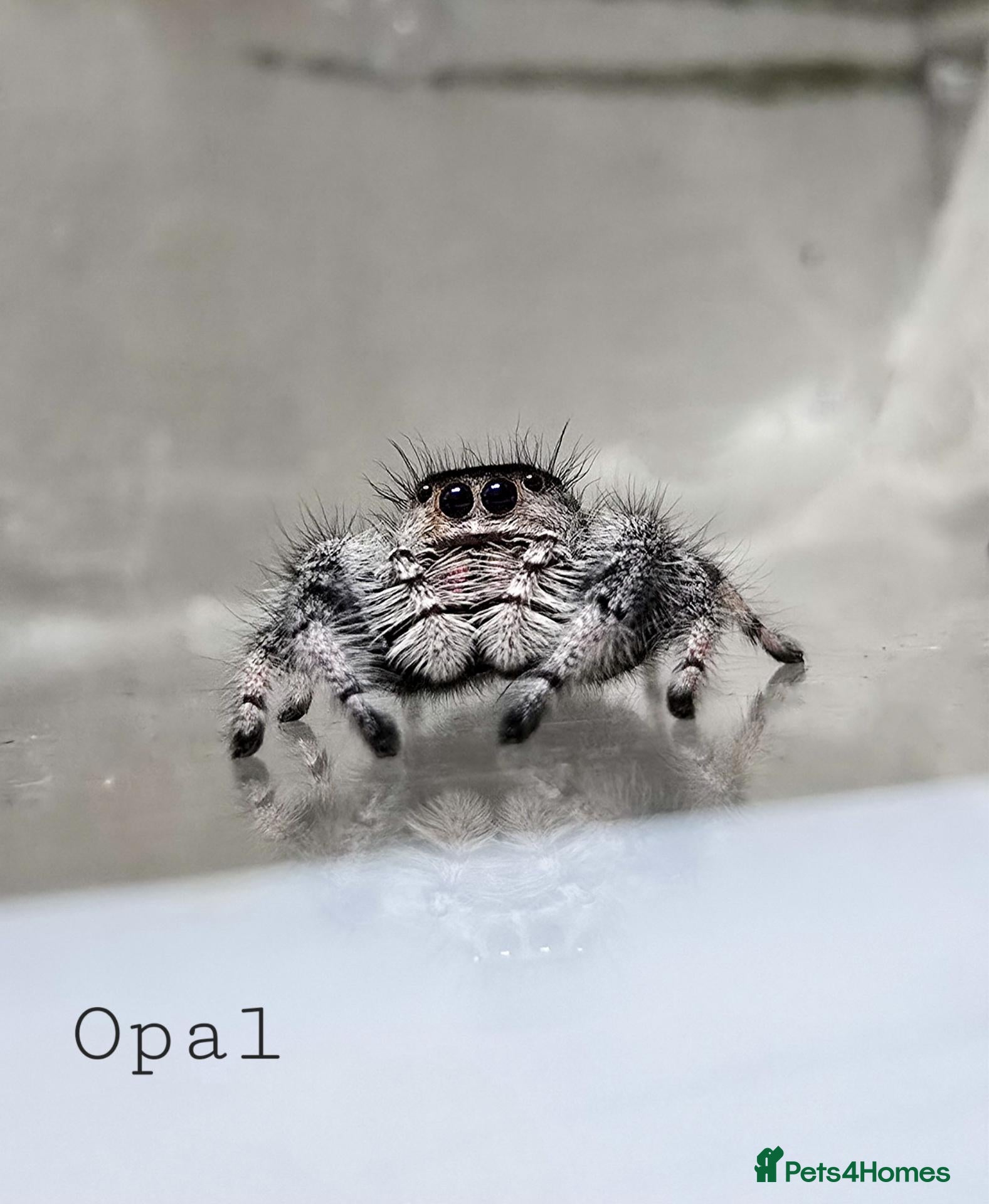Spiders invertebrates Jumping spider - Advert 9