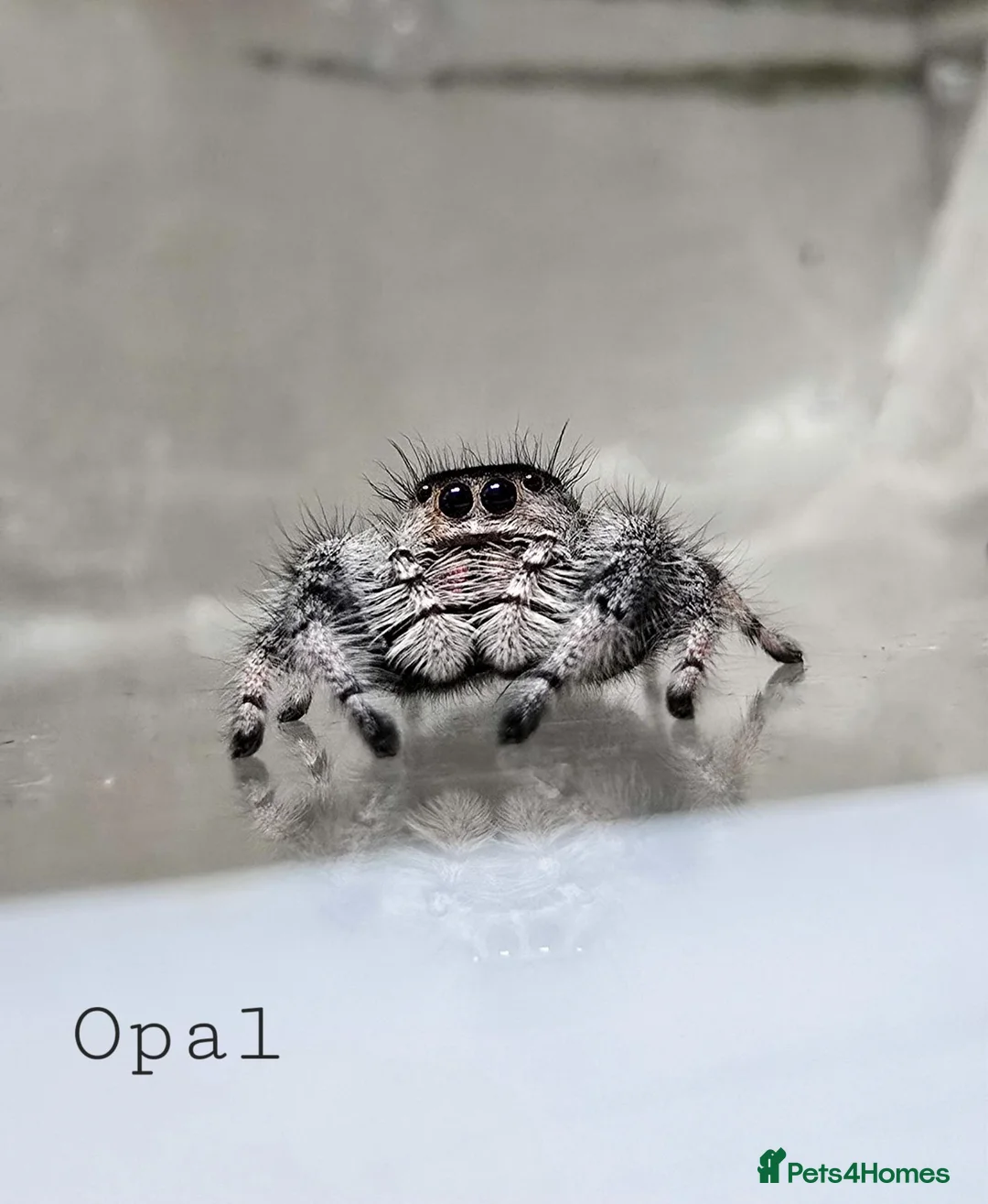 Spiders invertebrates for sale: Jumping spider - Advert 1