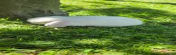 Mini Lop rabbits for sale: mini lop babies  - Advert 2