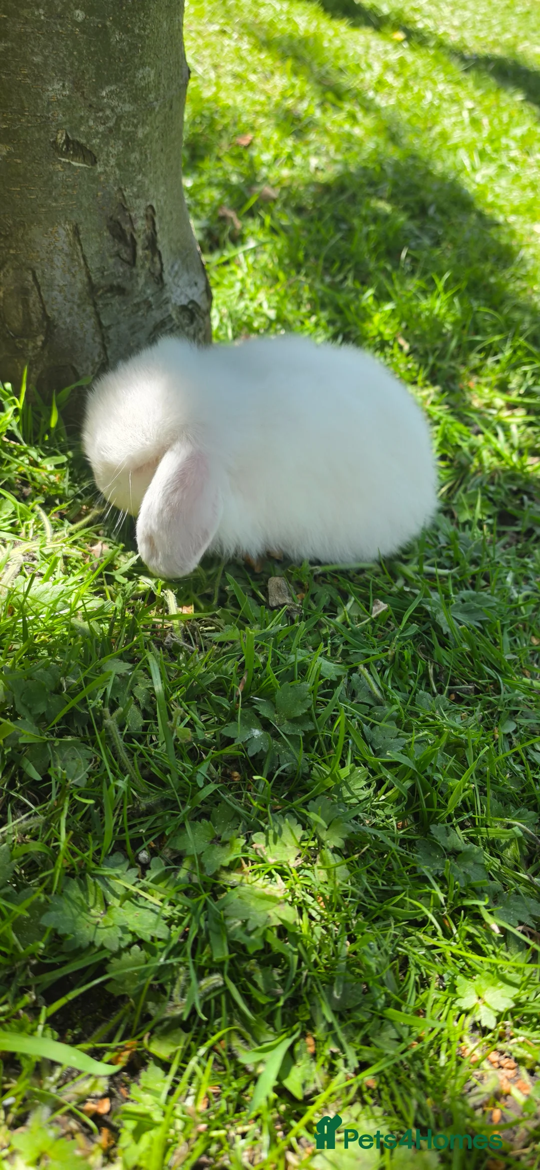 Mini Lop rabbits for sale: mini lop babies  - Advert 2