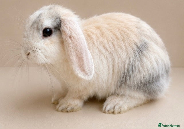 Mini Lop rabbits harlequin mini lops - Advert 2