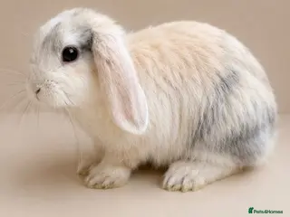 Mini Lop rabbits harlequin mini lops - Advert 2