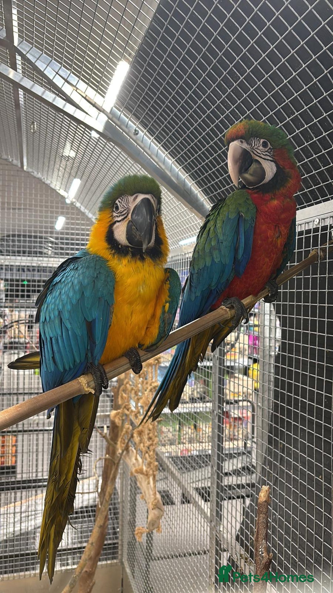 Macaws birds for sale: Variety of handreared tame baby macaws - Advert 1