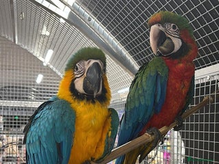 Macaws birds Variety of handreared tame baby macaws - Advert 3