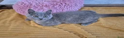British Shorthair cats for sale: Ready! From GCCF parents with champions in line - Advert 16