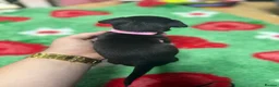 Jack Russell dogs for sale: Jack Russell’s - Advert 6
