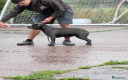 Staffordshire Bull Terrier dogs for stud: Quality health tested blue Stafford stud  - Image 5