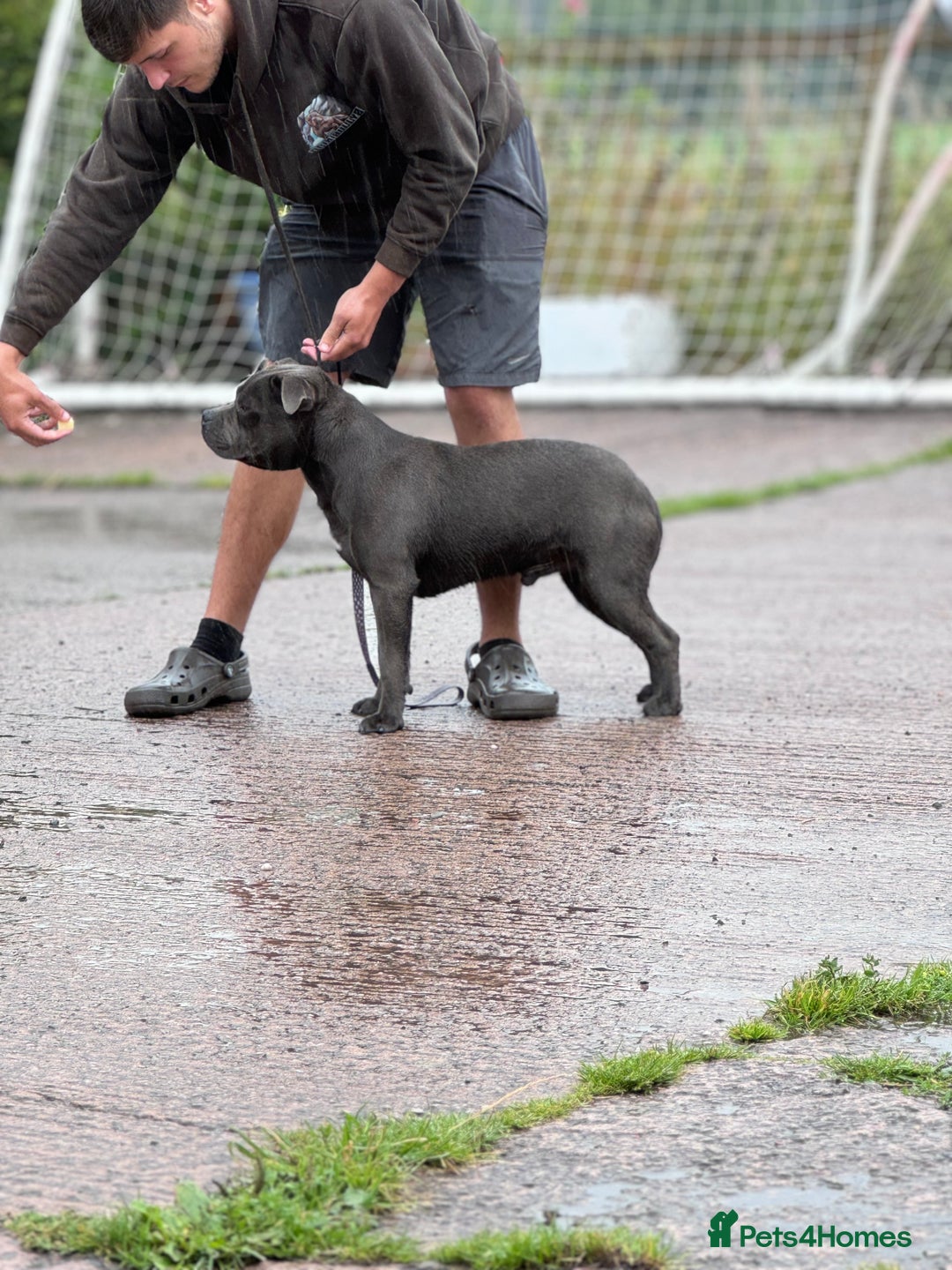 Staffordshire Bull Terrier dogs for stud: Quality health tested blue Stafford stud  - Image 5