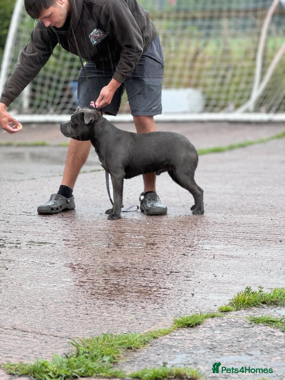Staffordshire Bull Terrier dogs for stud: Quality health tested blue Stafford stud  - Advert 5