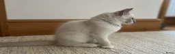 Ragdoll cats for sale: Last Blue Ragdoll kitten friendly health tested - Advert 18