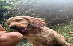 Cocker Spaniel dogs for sale: READY! ONE & ONLY! Adorable Female Cocker Puppy in Cheltenham - Image 2