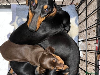 Miniature Dachshund dogs Miniature dachshund - Advert 1