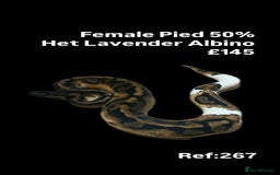 Python Snake reptiles for sale: Various 2025 & 2024 Pied Ball Pythons Royal Snake - Image 1