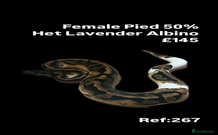 Python Snake reptiles - Advert 35