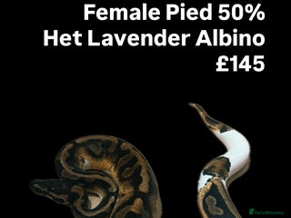 Python Snake reptiles - Advert 29