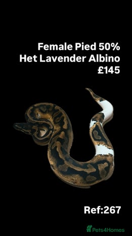 Python Snake reptiles - Advert 35