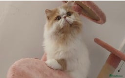 Persian cats for stud: My king Toulouse  - Image 1