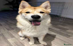 Mixed Breed dogs for sale: Beautiful Female Alaskan Malamute x Shiba Inu - Image 2