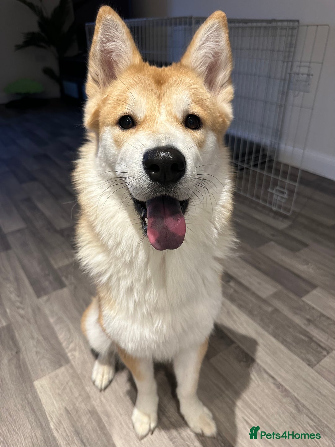 Mixed Breed dogs for sale: Beautiful Female Alaskan Malamute x Shiba Inu - Image 2